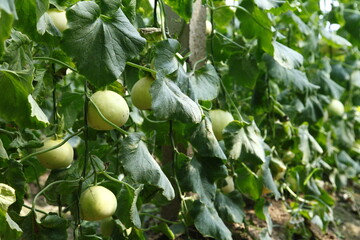 Melon grown in greenhouses