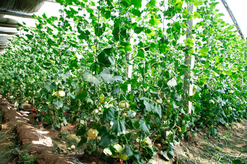 Melon grown in greenhouses