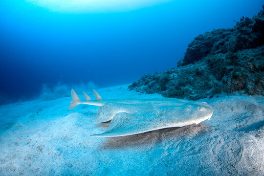 Angelshark (Squatina squatina) on the Atlantic seafloor, Tenerife, Canary Islands, Spain