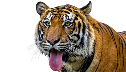Fototapeta premium Close-up of a tiger's head with an open mouth and protruding tongue, set against a plain white backdrop