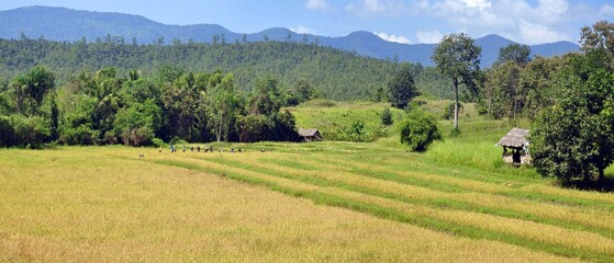 landscape of rice farm in the countryside