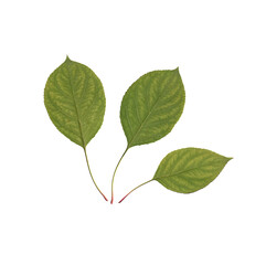 Three flat green leaves arranged in simple botanical composition on clean white background, scanned natural foliage with organic texture and minimal plant layout for herbarium style designs 
