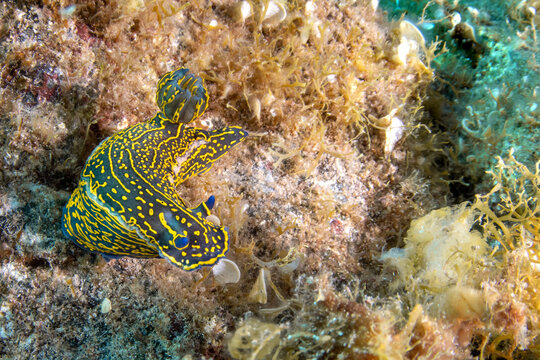Polyclad nudibranch (Painted nudibranch) underwater, Tenerife, Canary Islands, Spain