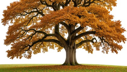 Majestic Oak Tree in Full Autumn Splendor, Golden Orange Leaves, Vibrant Fall Colors, Isolated on White Background with Green Grass