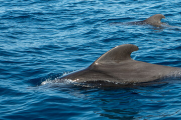Pilot whales at the ocean surface near Tenerife, Canary Islands, Spain