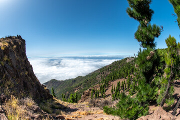 Pine forest above the clouds in Teide National Park, Tenerife