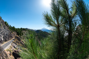 Teide Volcano above the clouds with pine forest in Tenerife, Canary Islands, Spain