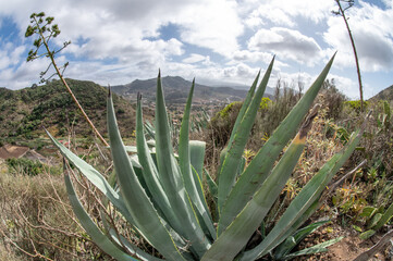  Tegueste area with surrounding scenery and distant towns, Tenerife, Canary Islands