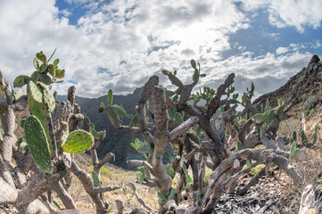 Opuntia cactuses in Tenerife, Canary Islands