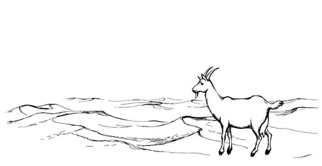 Goat in the desert. Vector drawing