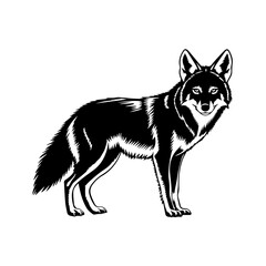 Fototapeta premium Detailed black and white coyote illustration. This coyote graphic features clean lines and solid fills, ideal for various applications.
