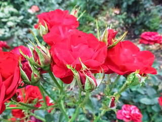 A striking close-up of vibrant magenta-red roses and tightly closed buds, showcasing the beauty and rich color of the flowers in a lush summer garden. The stages of bloom on the classic rose shrub