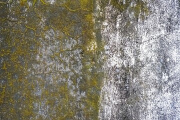 Obraz premium Close-up of old concrete wall texture covered in vibrant green moss, lichen, and natural grunge