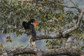 Rhinoceros hornbill (Buceros rhinoceros) on branch. Bird watching in natural habitats in the forest.