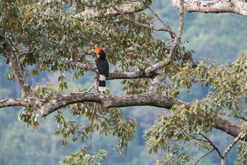 Rhinoceros hornbill (Buceros rhinoceros) on branch. Bird watching in natural habitats in the forest.