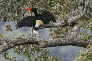 Rhinoceros hornbill (Buceros rhinoceros) on branch. Bird watching in natural habitats in the forest.