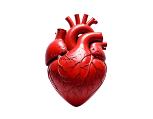 High-Resolution 3D Heart and Blood Vessel Anatomy Model, Transparent PNG