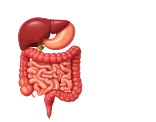 Human Digestive Tract 3D Medical Diagram, Transparent PNG
