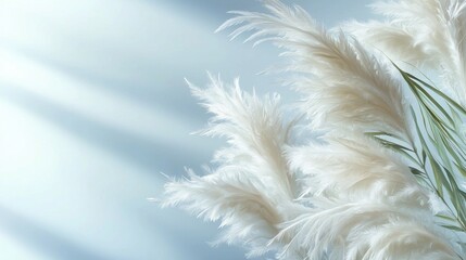 Soft White Feathery Pampas Grass with Gentle Light Background