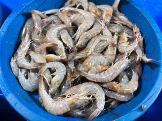 Freshly caught raw shrimp in a blue bucket ready for a delicious seafood feast tonight