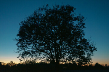 Silhouette of a large beautiful tree at dusk in autumn
