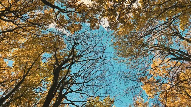Tall, spreading trees with yellow and orange leaves are filming from a low angle against a blue sky. The effect is immersive: you're transported into an autumn forest.