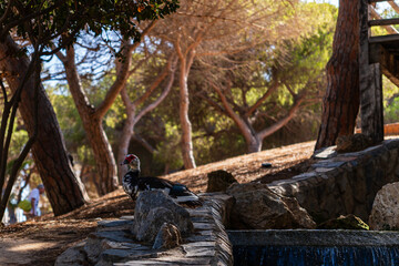 A handsome male Mallard duck portrait framed by a small waterfall and lush green trees in a public park, looking directly at the camera.