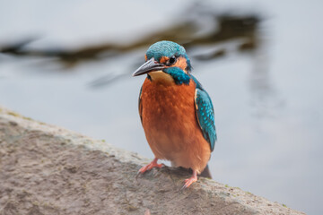 A close-up photograph of a colorful kingfisher perched on a brick positioned above a river. The image highlights the bird&rsquo;s vivid blue and orange plumage, sharp beak, and alert posture as it watches