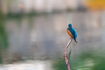 A detailed close-up of a colorful kingfisher perched on a branch overlooking a river. The image captures the bird&rsquo;s vivid plumage, sharp beak, and attentive posture as it scans the water below.