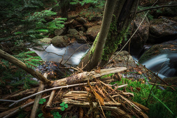 Leśny strumyk, potok, las , drzewa, natura, mech, kamienie, skały,  © Adrian Jaśpiński