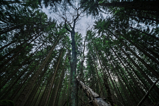 Drzewa, las, natura, g&oacute;ry, krajobraz, fotografia leśna, 