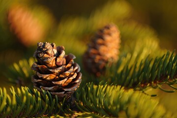 Close up of brown pine cones on green pine needles