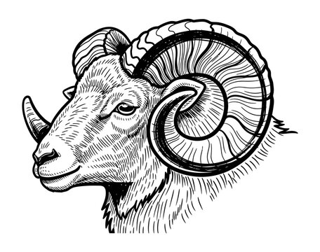 Detailed black and white ink sketch of a ram's head in profile, showcasing its majestic curved horns and textured fleece, a symbol of strength and leadership