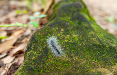 Hairy caterpillar. Close up Larva of a butterfly cling on rock. It has white hair all over its body. There will be a lot of them at beginning of rainy season every year in Thailand.