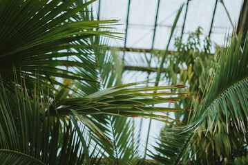 palm tree leaves
