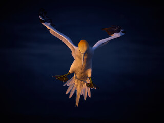 White stork in mid air with wings fully spread landing feet extended warm sunset light on feathers sharp bird dark blue blurred background evening wildlife scene dramatic motion.