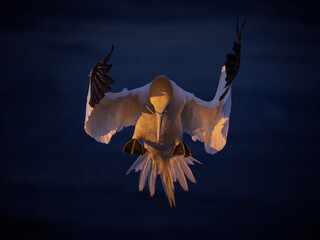 White stork in controlled descent wings partially folded head looking down clean background natural light wild environment Germany crisp sharp bird smooth bokeh minimalistic composition professional