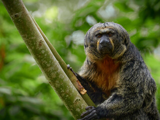 Wildlife shot of female white faced saki leaning on branch looking directly into lens sharp subject and branch blurred green background calm natural scene no distractions.