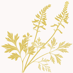 yellow fumitory with leaves