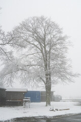 Standalone tree at the german mountain called Kahlen Asten