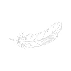 Delicate hand-drawn feather illustration
