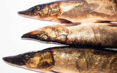 Pike is a fresh fish on a white background.Pike is a live caught fish.Pike background.Pike is a predatory fish of the pike family.