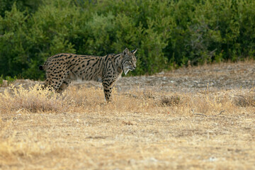 Adult male Iberian Lynx in its territory within a Mediterranean forest of pines and oaks before sunrise on an early autumn day.