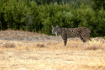 Adult male Iberian Lynx in its territory within a Mediterranean forest of pines and oaks before sunrise on an early autumn day.