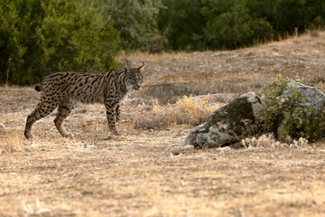 Adult male Iberian Lynx in its territory within a Mediterranean forest of pines and oaks before sunrise on an early autumn day.