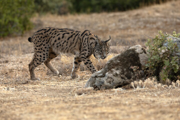 Adult male Iberian Lynx in its territory within a Mediterranean forest of pines and oaks before sunrise on an early autumn day.