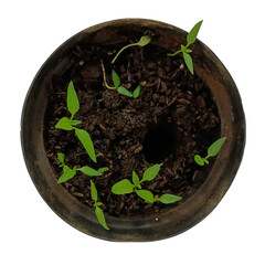 Small green seedlings sprouting from dark soil in a circular pot, viewed from directly above isolated on a transparent  background