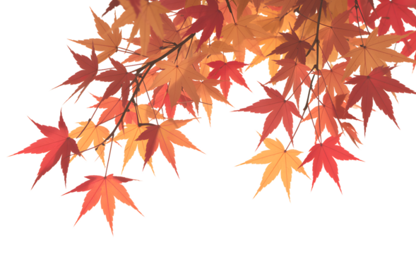 Vibrant japanese maple leaves in rich red and orange hues, showcasing autumn's colorful beauty - Powered by Adobe
