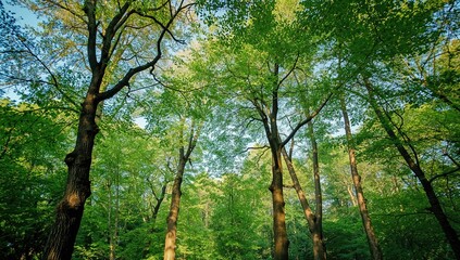 Fototapeta premium Scenic View Of Lush Green Trees In Woodland, Seasonal Change