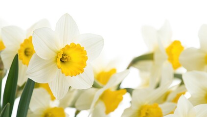 Fototapeta premium Spring floral border, vibrant fresh daffodils flowers, isolated on white backdrop, ideal for seasonal designs